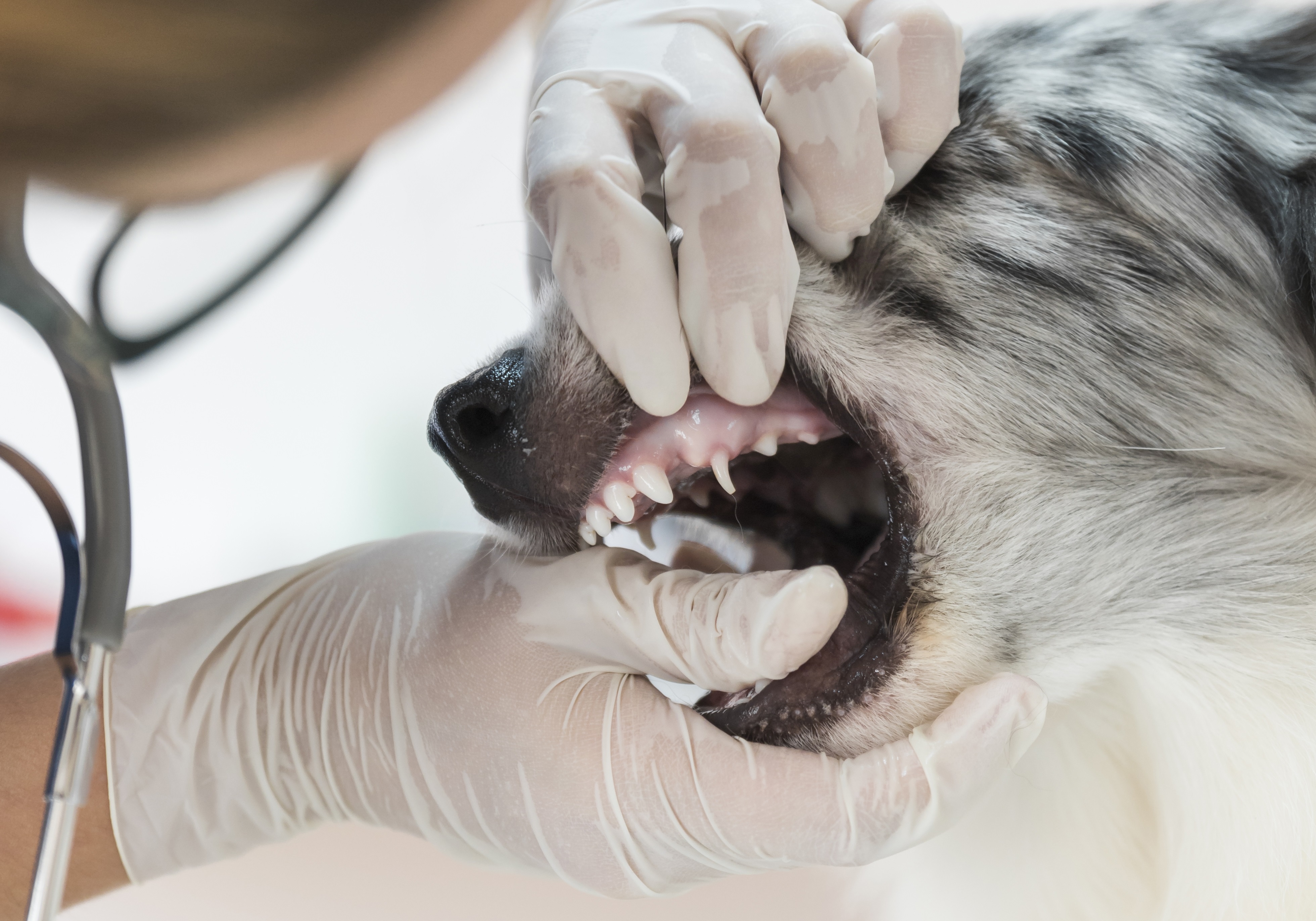 Dental Care for Pets - female veterinarian inspecting dog's teeth