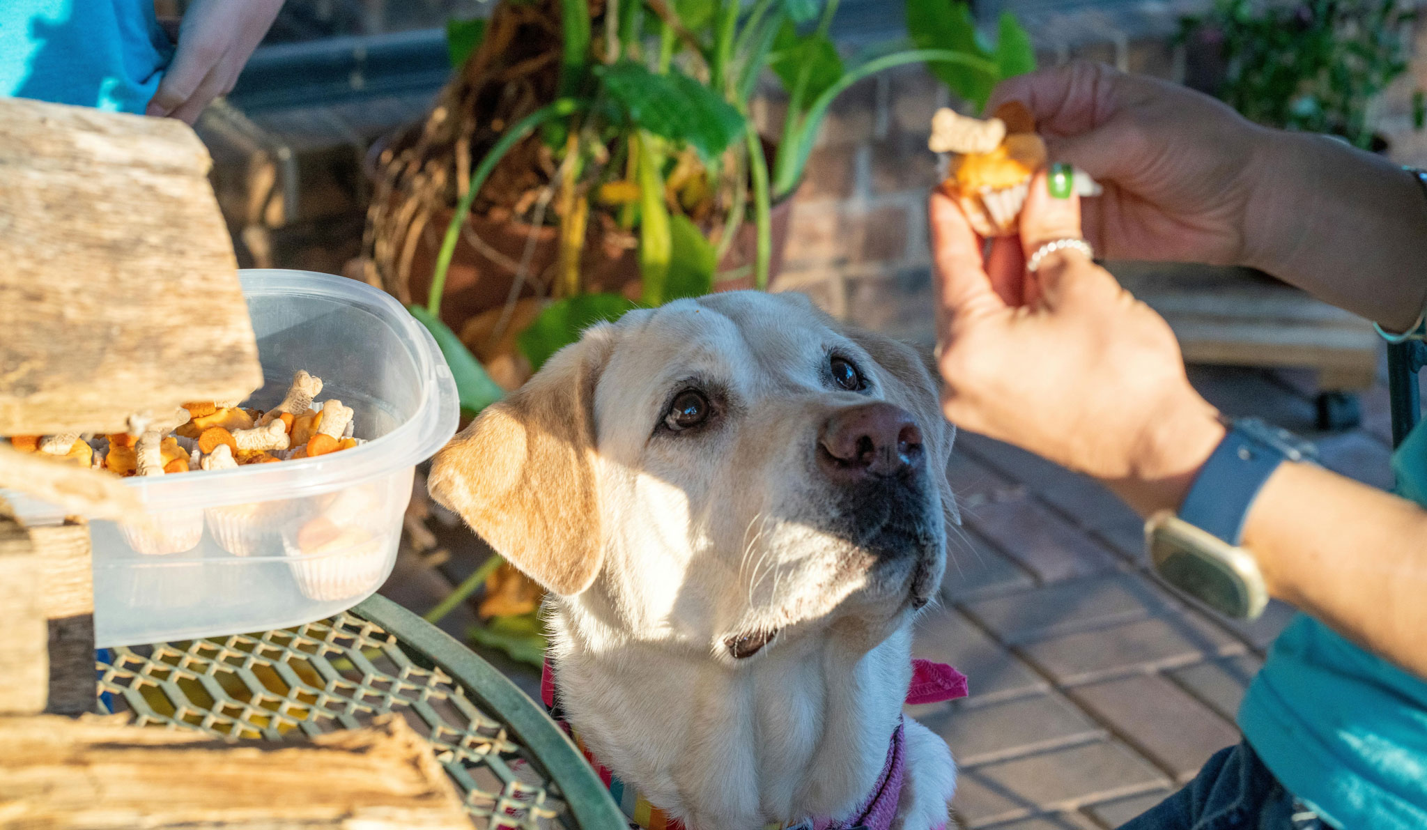 Healthy and Homemade Treats for Your Furry Friends - Dog Looking At Treat