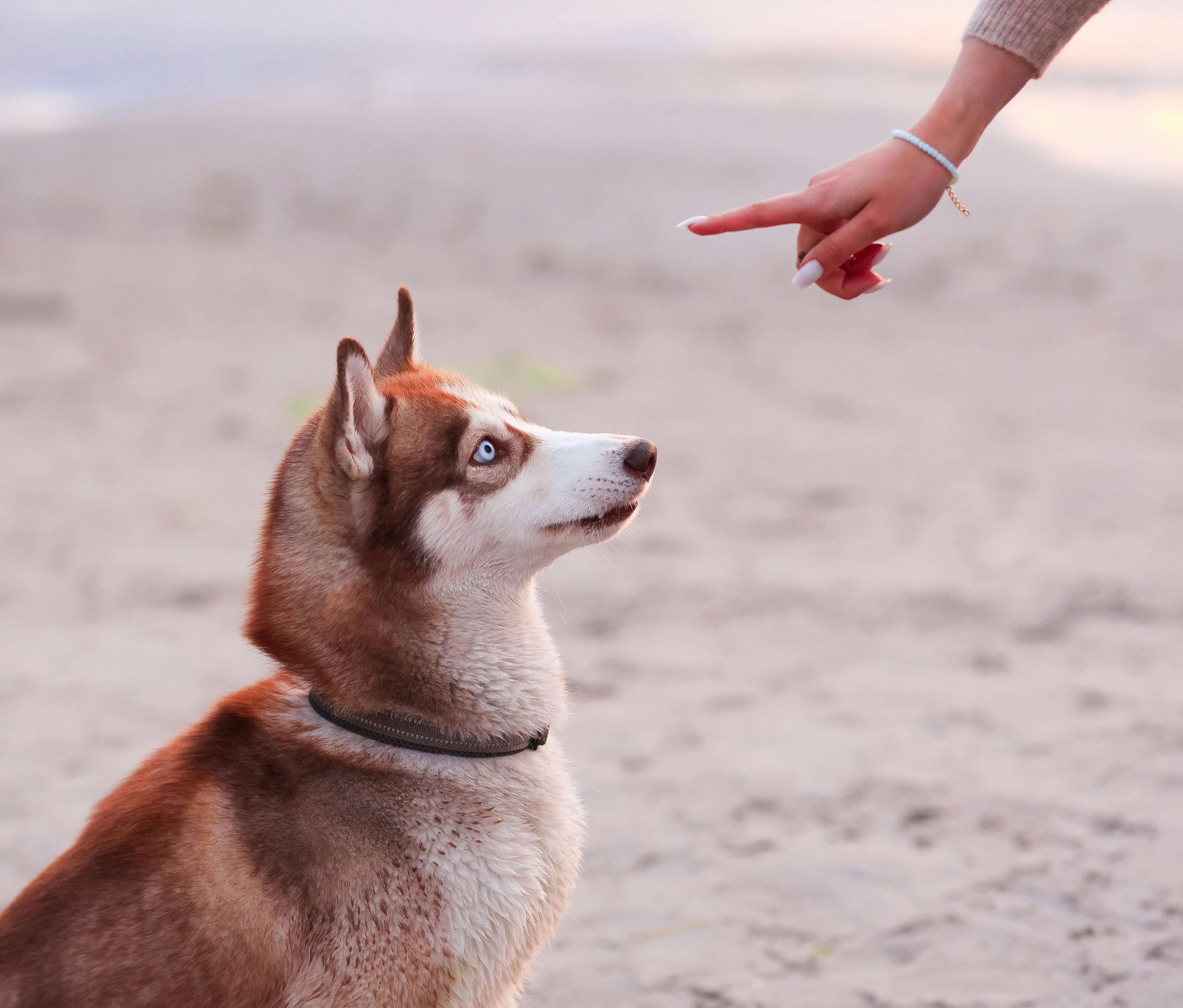 Pet Training Techniques - Husky Dog Training Session
