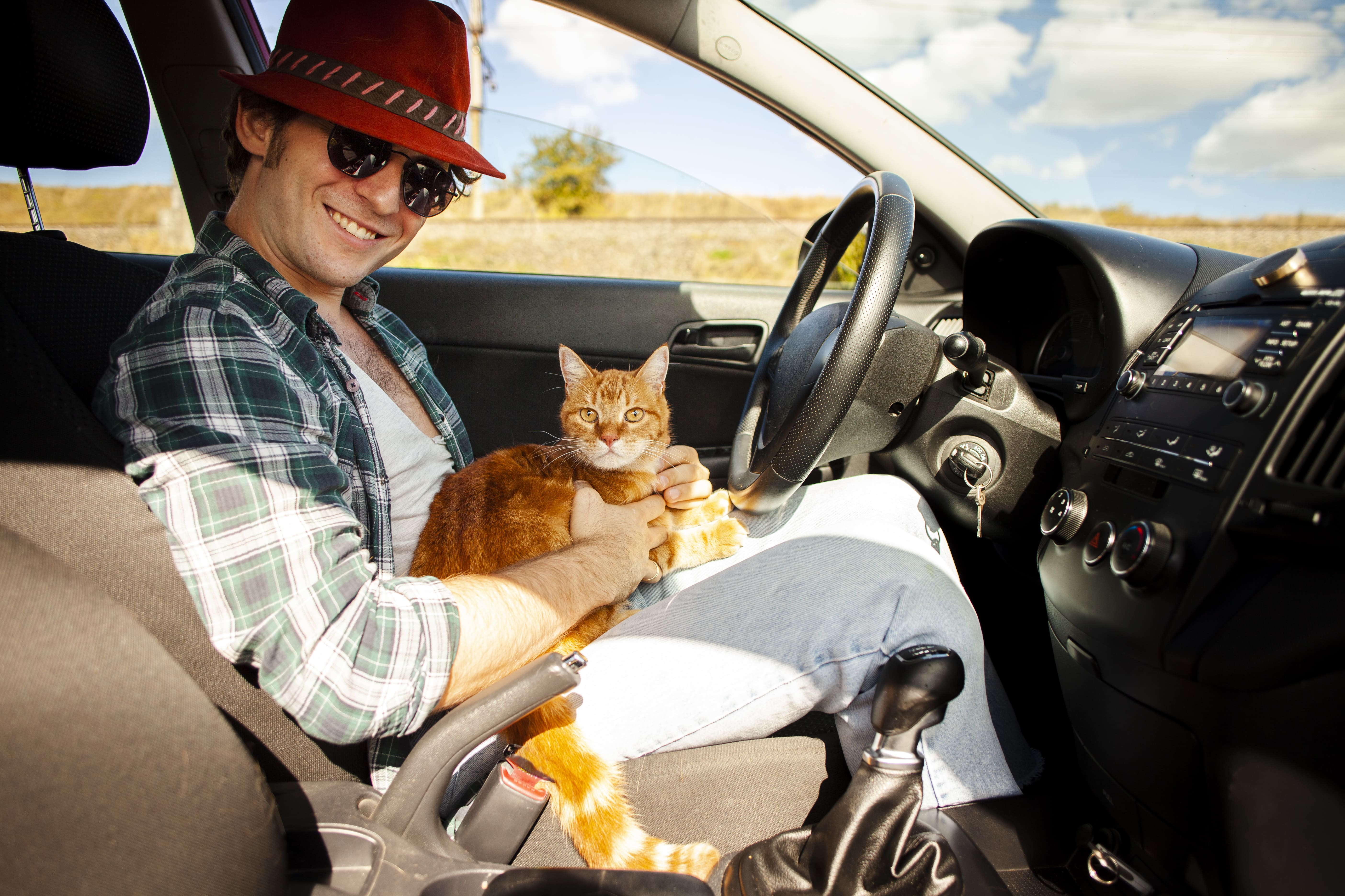 Traveling With Pets - man driving with cat sitting in his lap