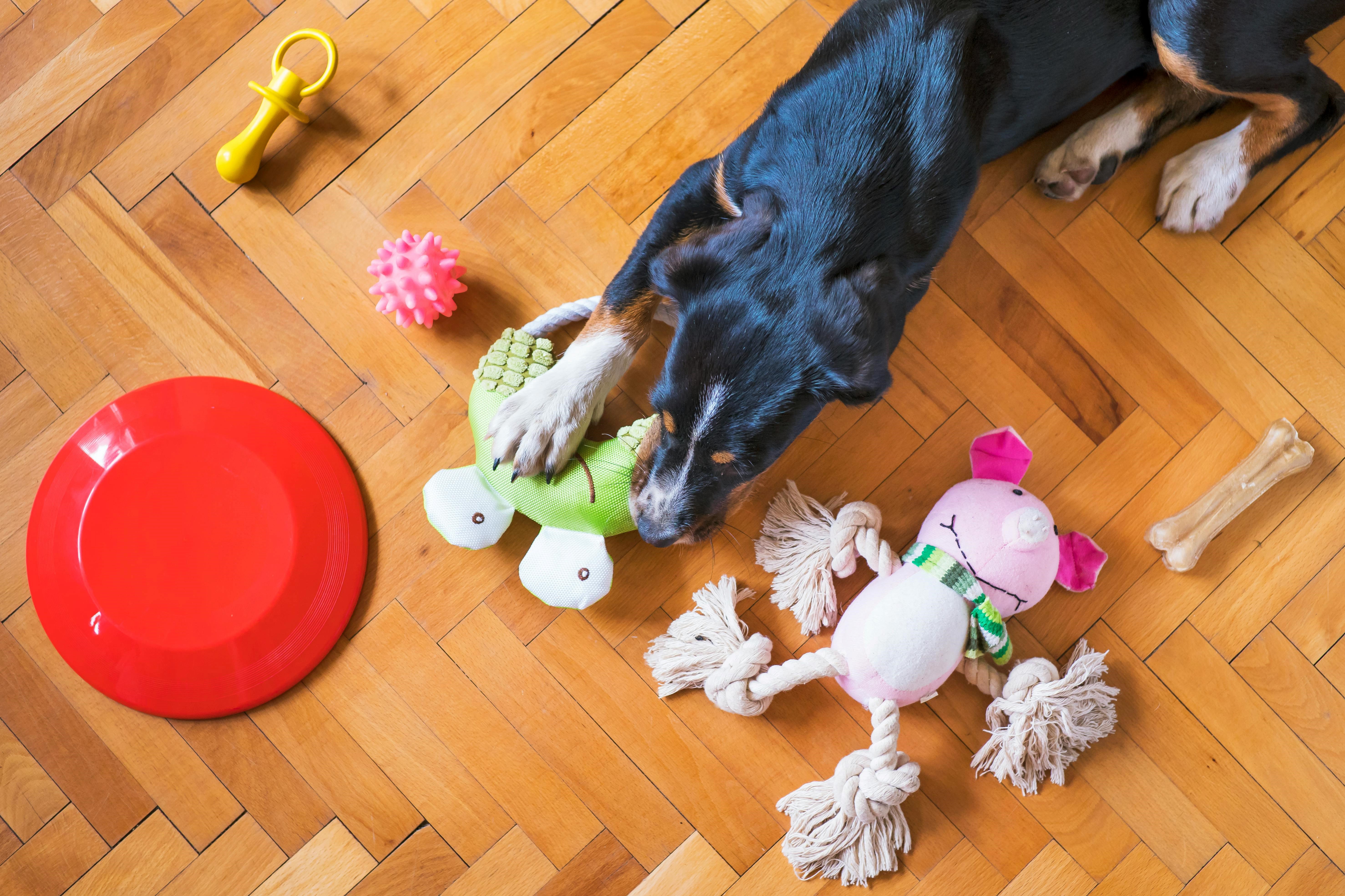 Dog Surrounded by Toys